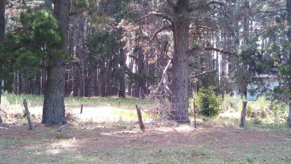 Lote Pinar